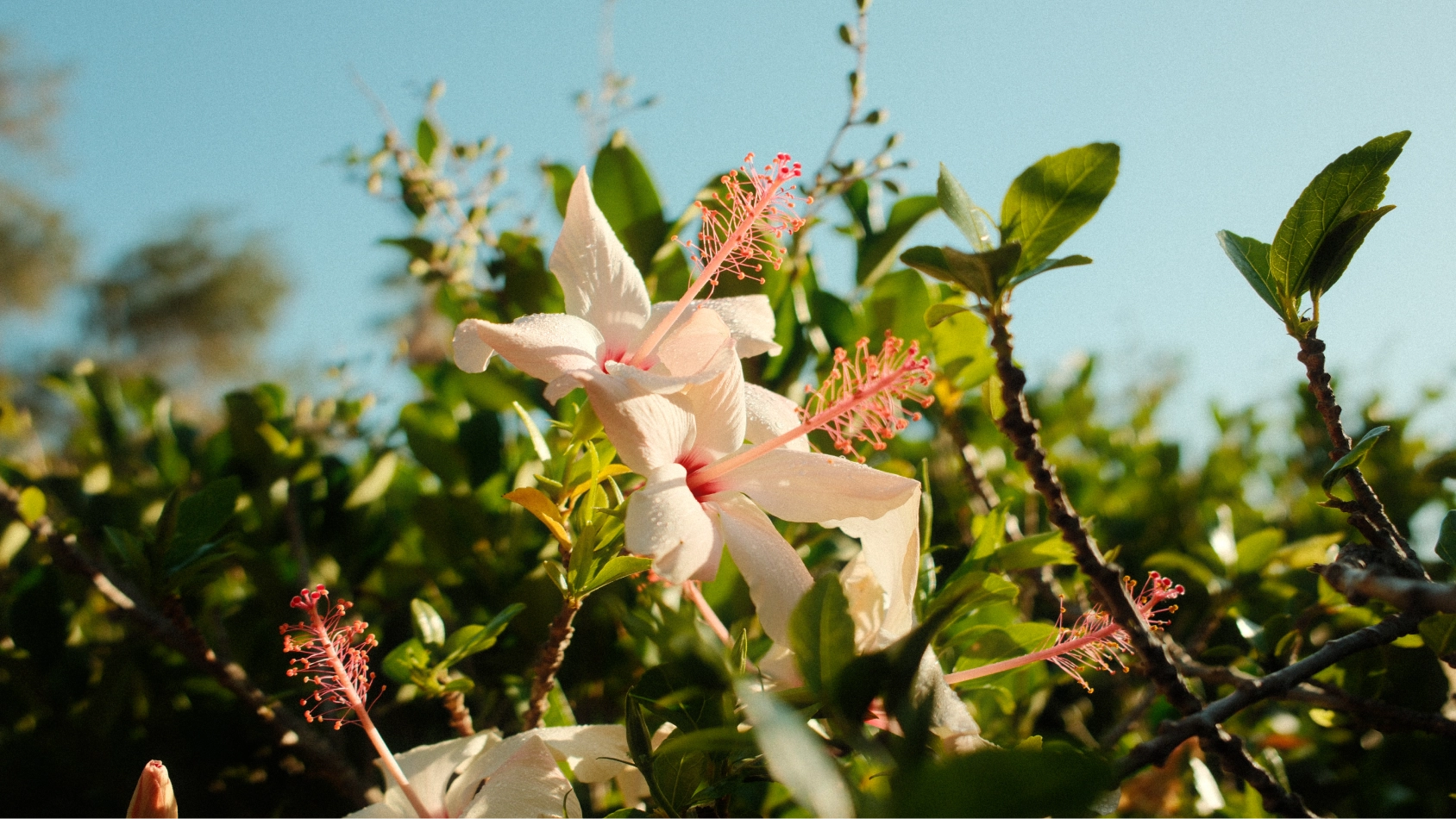 Pale pink hibiscus flowers blooming against a clear blue sky